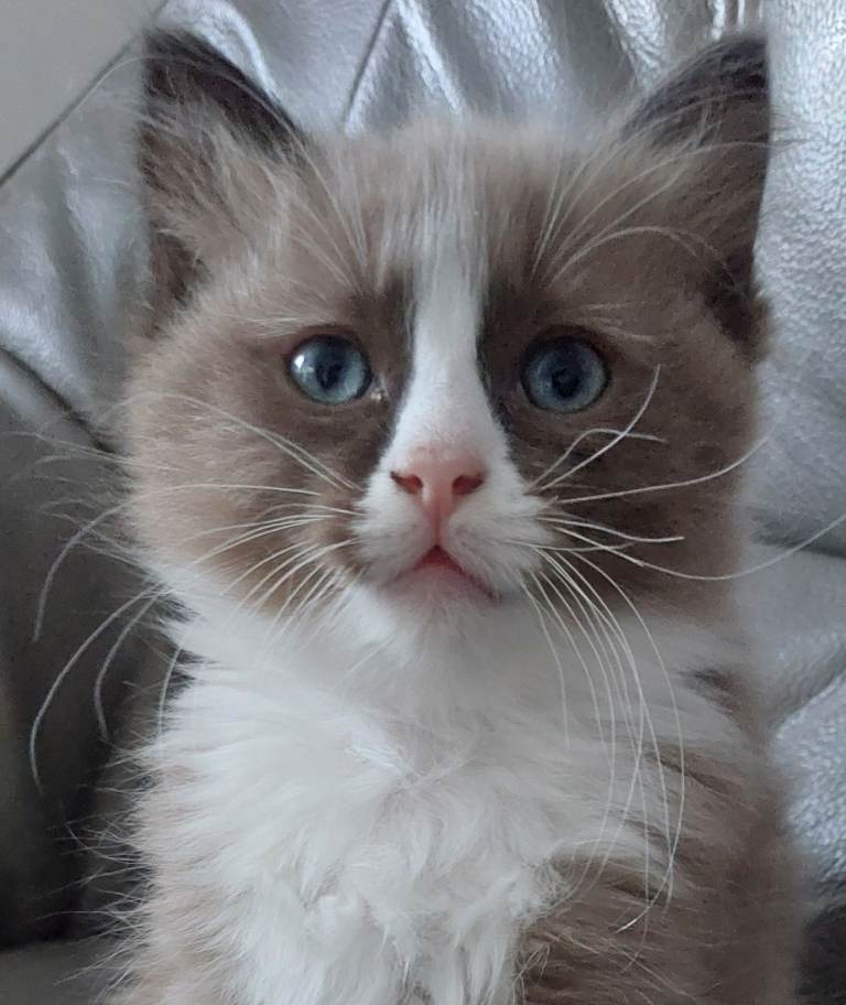 Ragdoll kittens. 