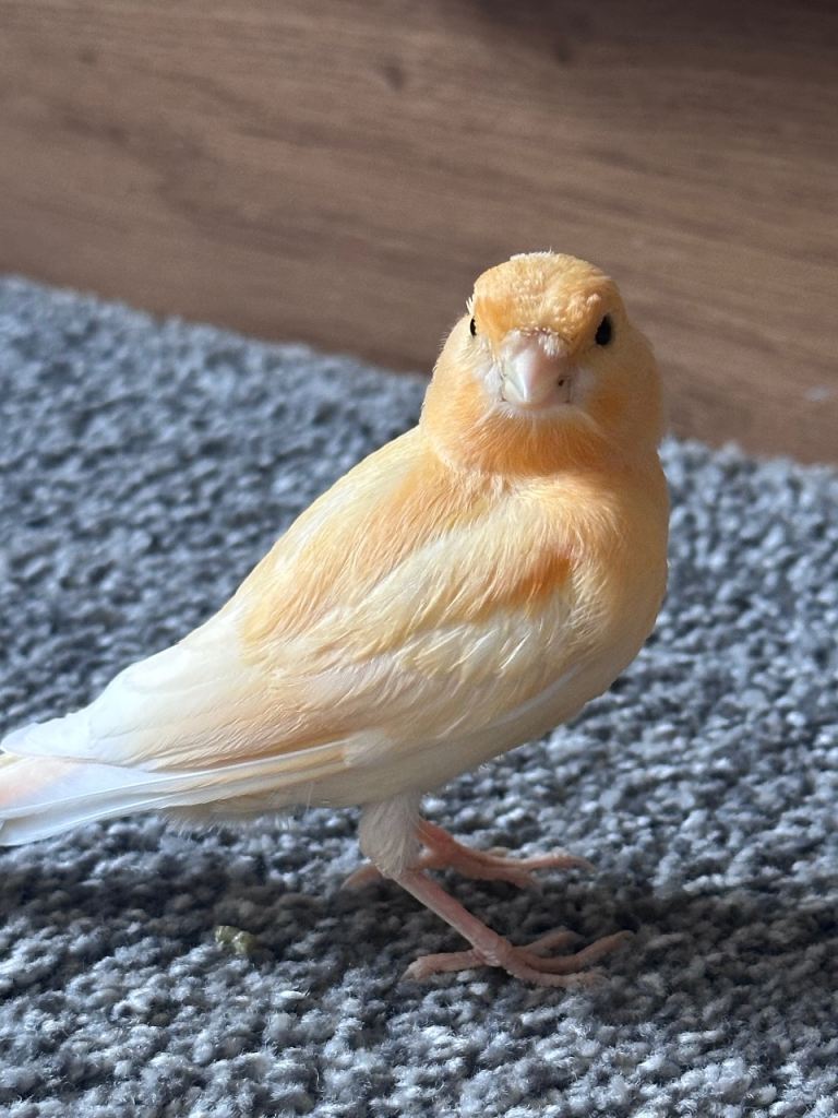 Beautiful healthy canaries 