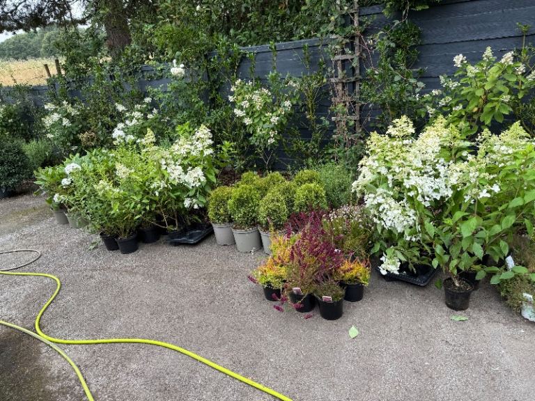 New today ornamental trees, topiary, evergreen, shrubs, perennials and much more 