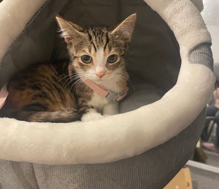 Kitten for sale 