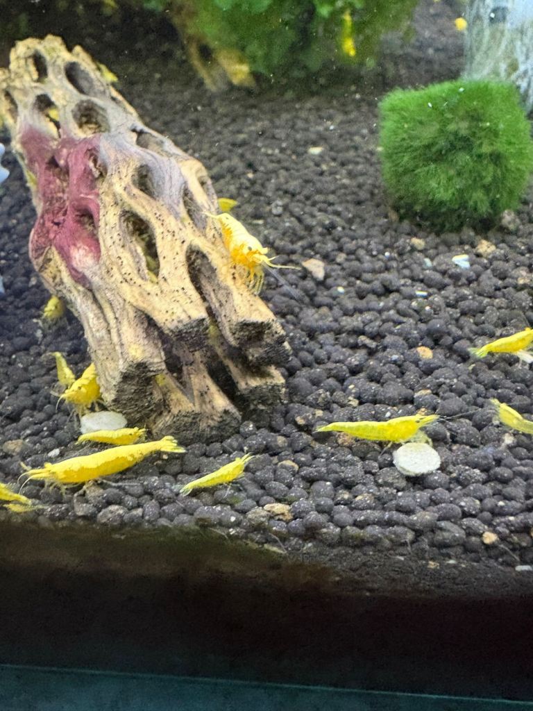 Shrimp/ tropical fish 