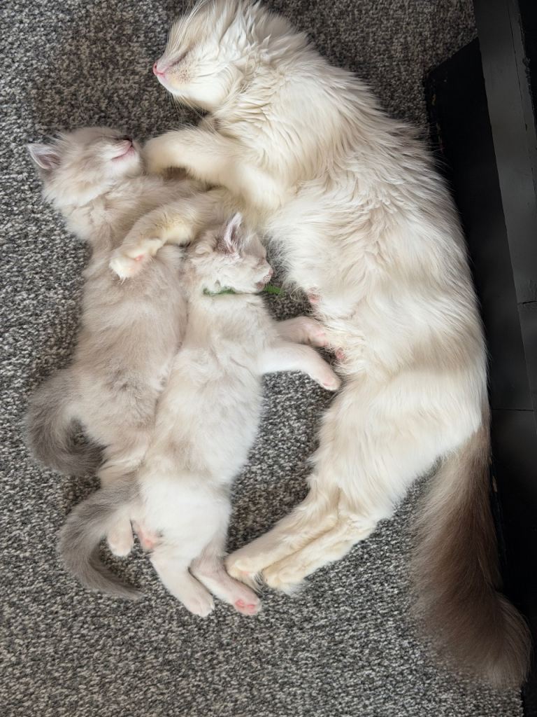Lilac/cream lynx girl, blue bi and blue boys 
