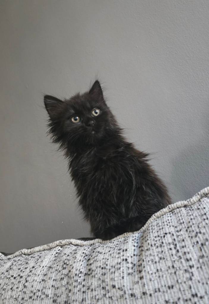  Half-British Shorthair Kitten Looking for a Home
