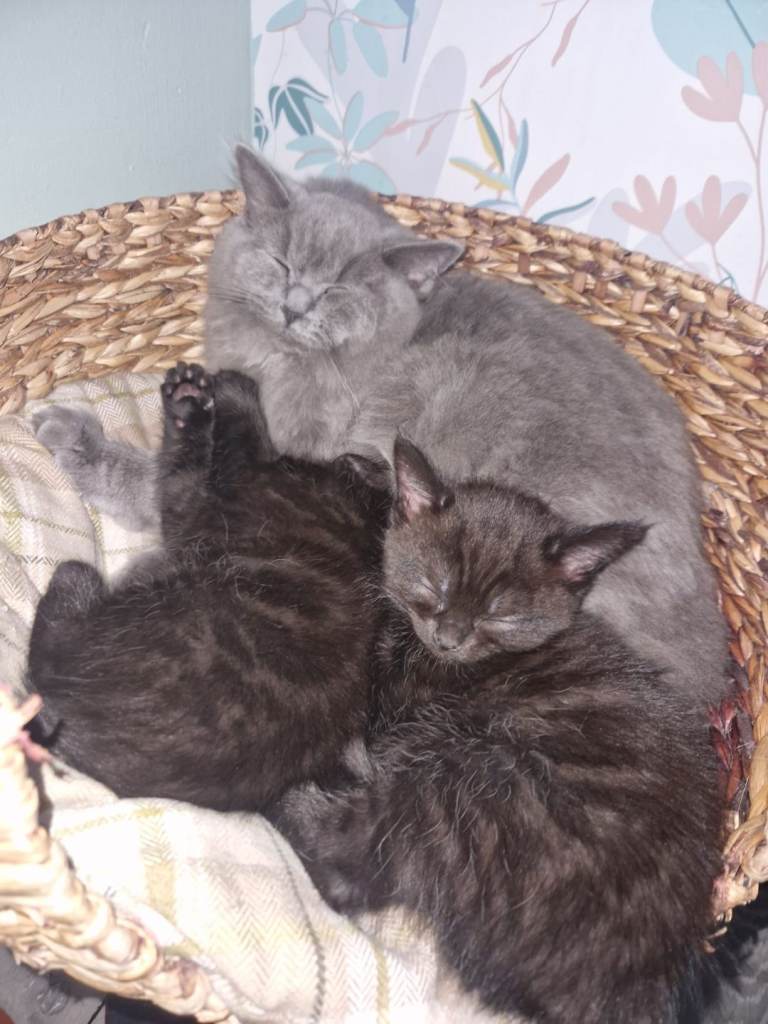 BLACK/BROWN BSH x RAGDOLL x MAINE COON KITTEN LOOKING FOR GOOD HOME