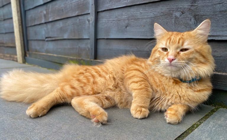 Gorgeous Ginger Boy Cat Looking for a Loving Home ❤️