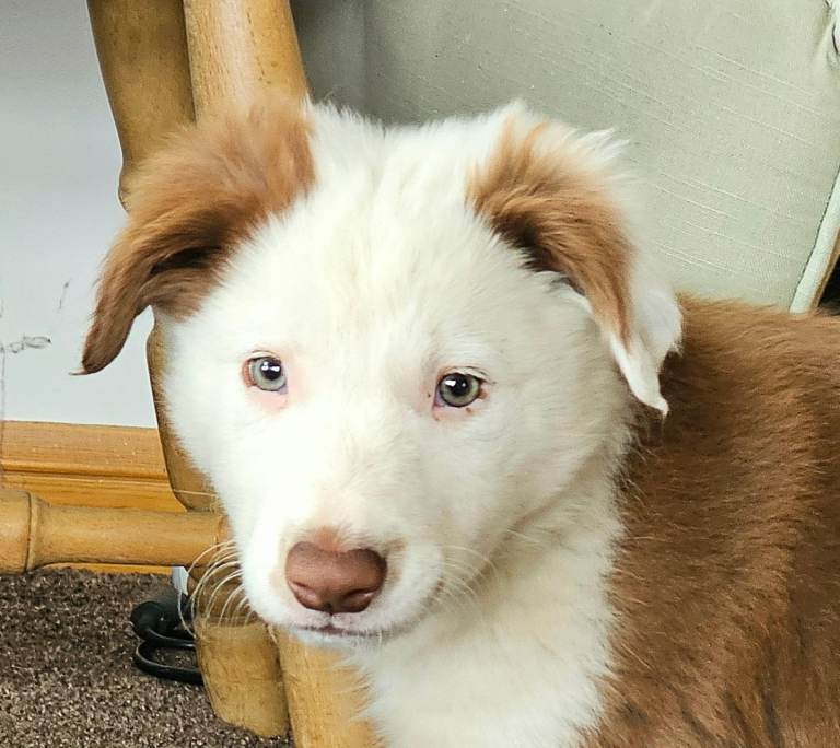 Red/white border collie pup