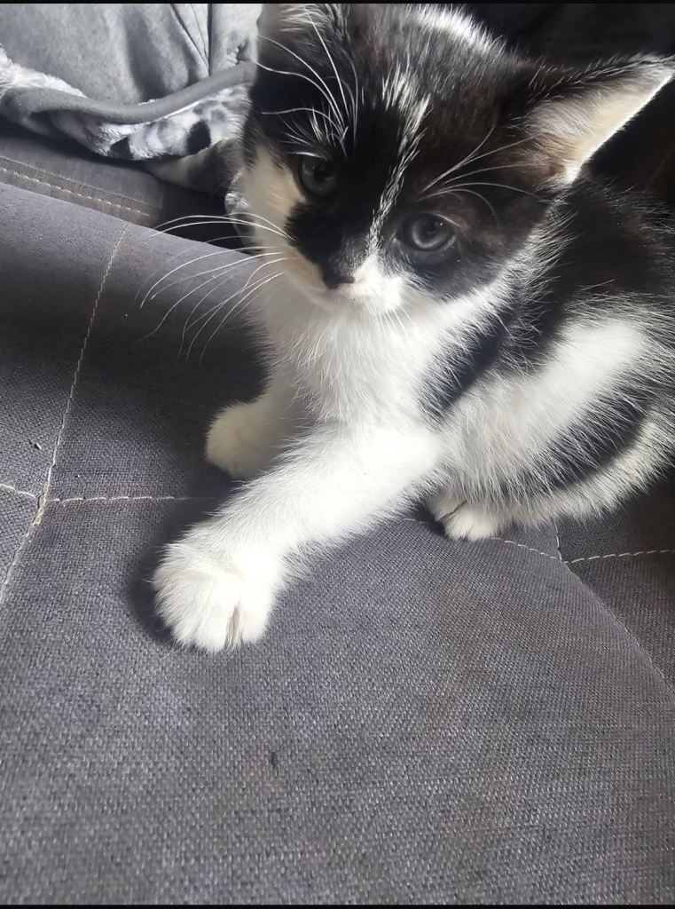 3 beautiful kittens for sale