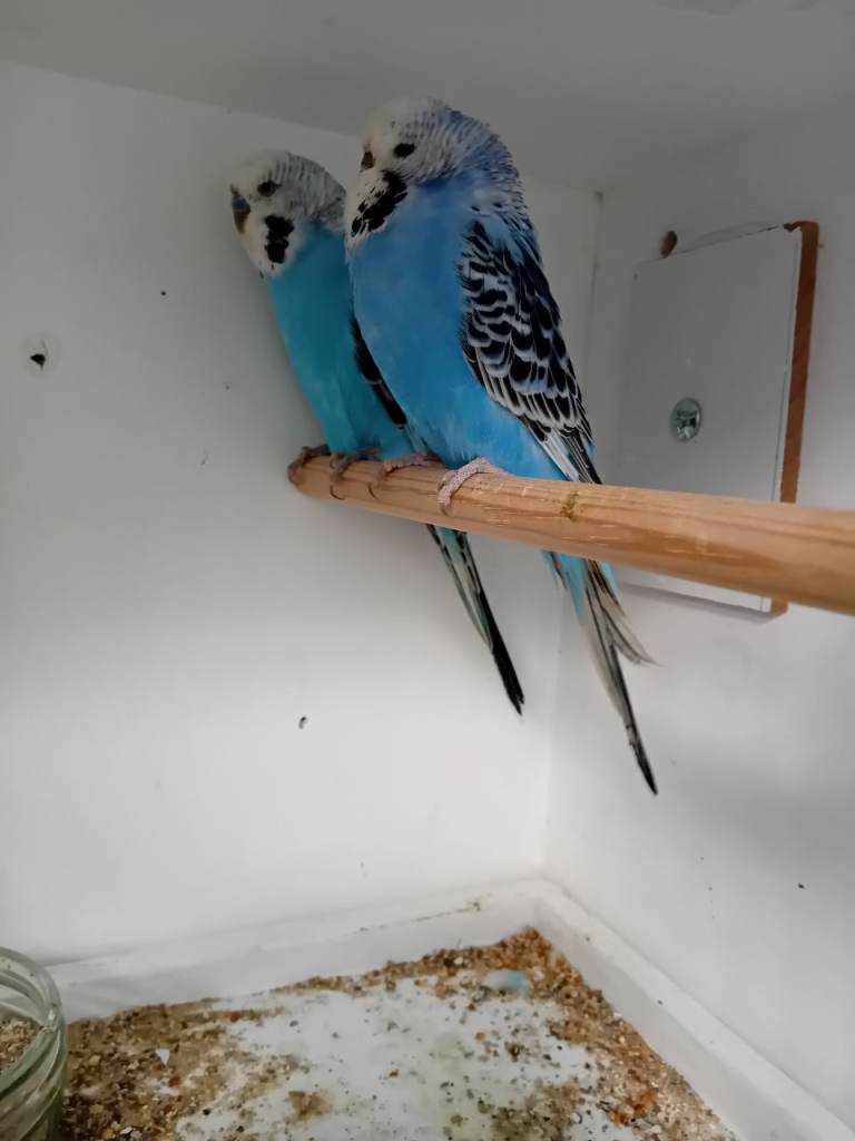 Budgerigars for sale 