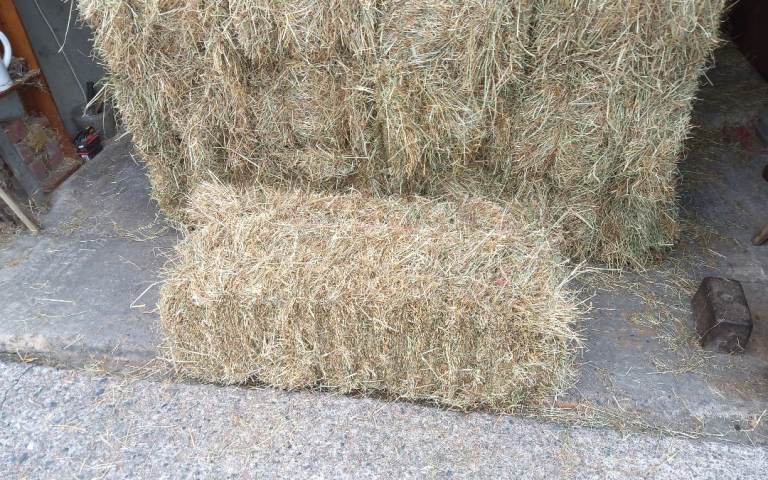 Hay small square bales 