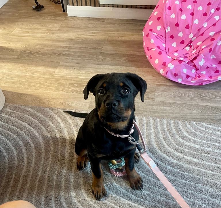 German Rottweiler puppy bitch 14 weeks