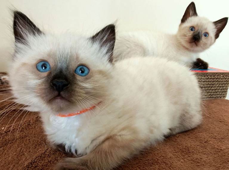 Beautiful Ragdoll Kittens – 2 Boys & 1 Girl
