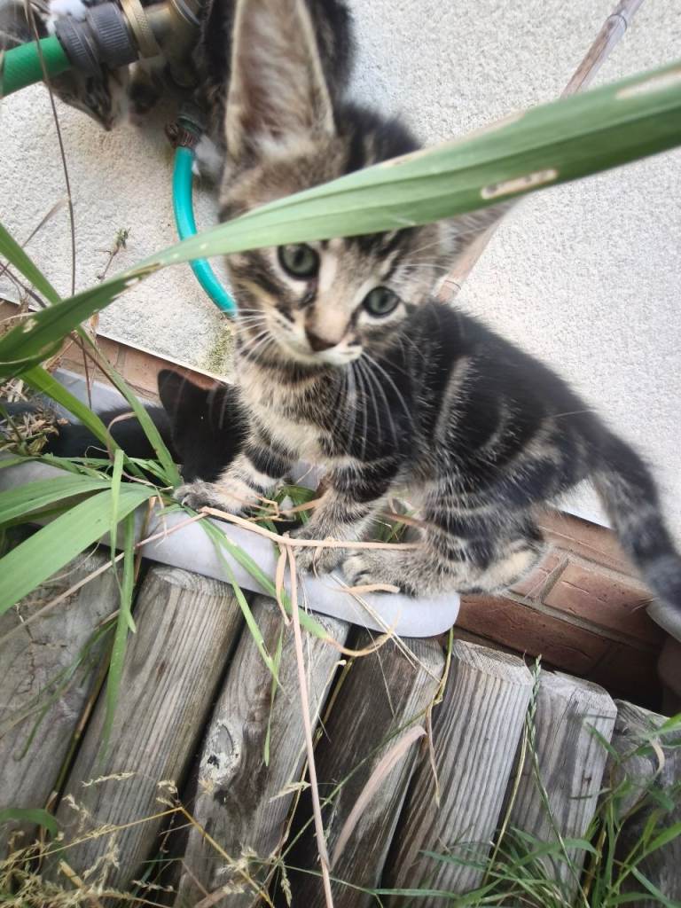 Kittens 🐈🐈🐈🐈🐈🐈