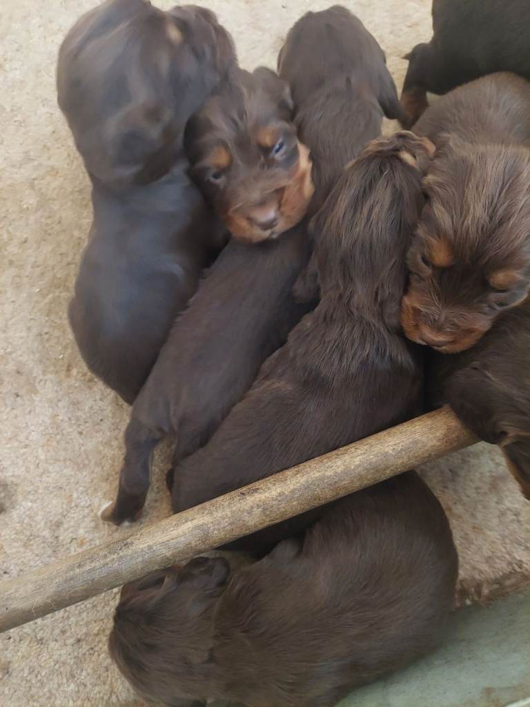 Cocker spaniel puppies 