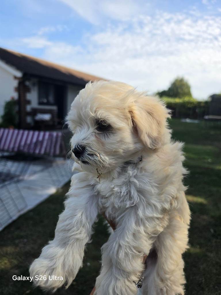 Bichon frise 2boys & 2girls