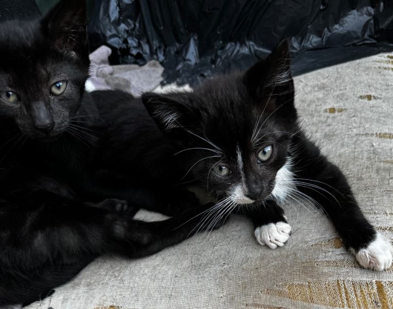 For sale kitten