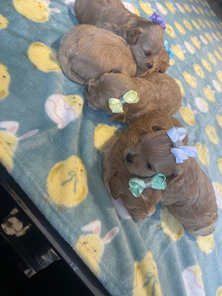 Beautiful Maltipoo Puppies – Ready Soon