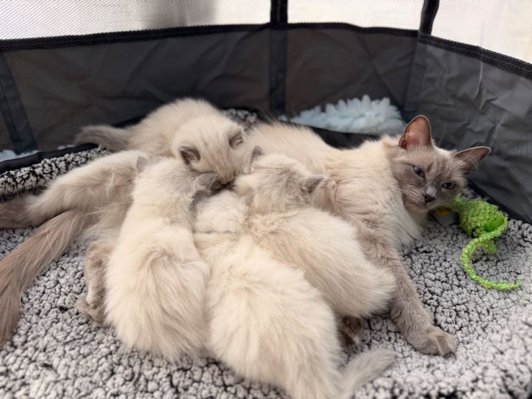 Gorgeous Blue Point Ragdoll Kittens Available