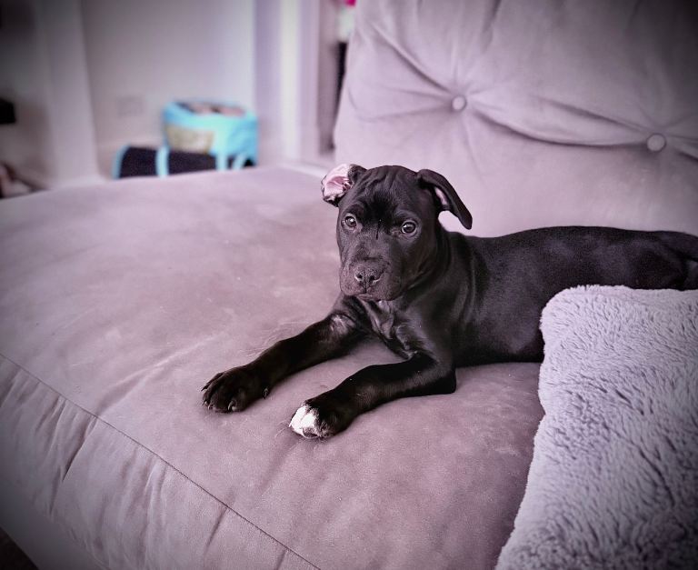 Staffy Puppy Female 🐶