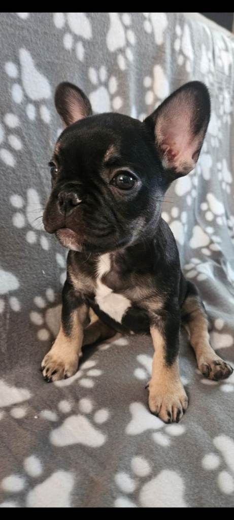 French Bulldog puppys