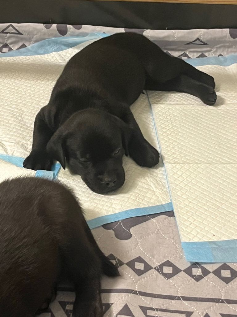 Labrador x Rottweiler puppies  ready 17th July 
