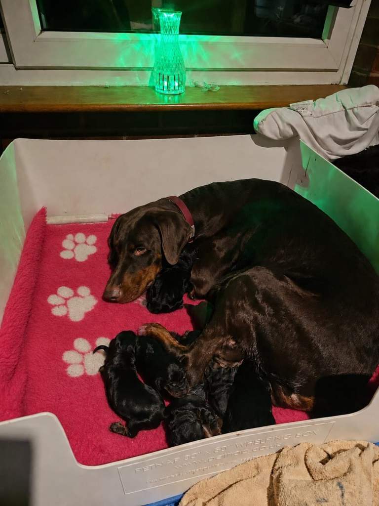European dobermann 