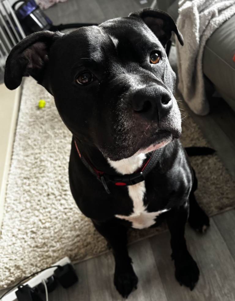 Diesel – Looking for His New Forever Home