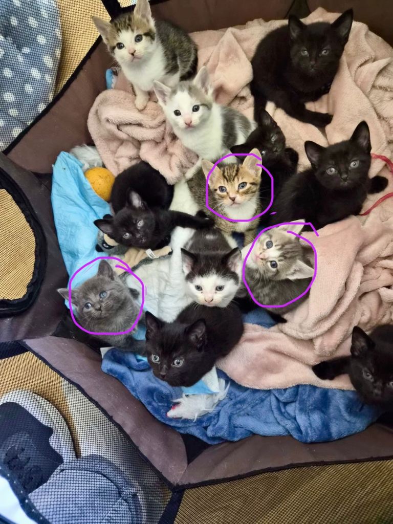 Kittens for sale 