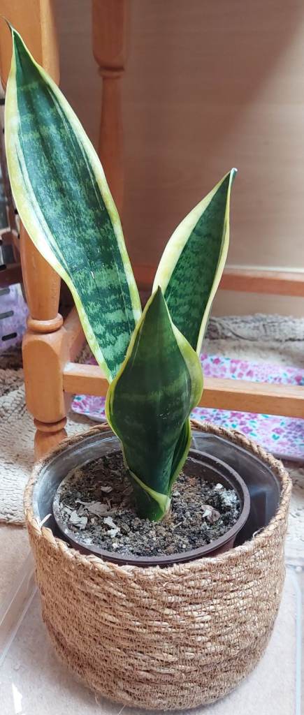Snake plant in woven pot