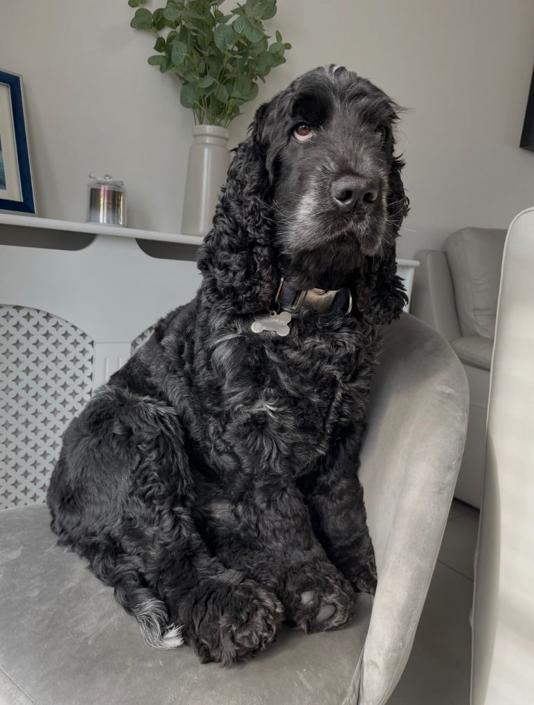 Beautiful Male KC Registered Show Type Cocker Spaniel Blue Roan Dog