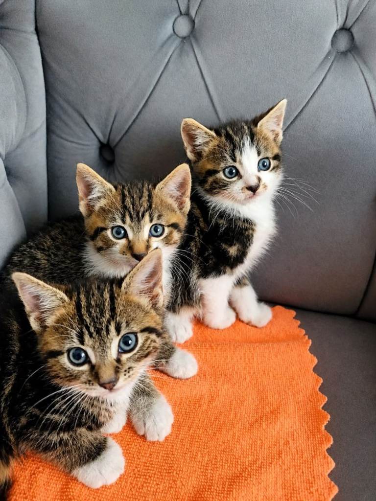 Gorgeous Kittens