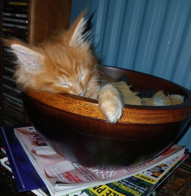 Maine coon kittens for sale 