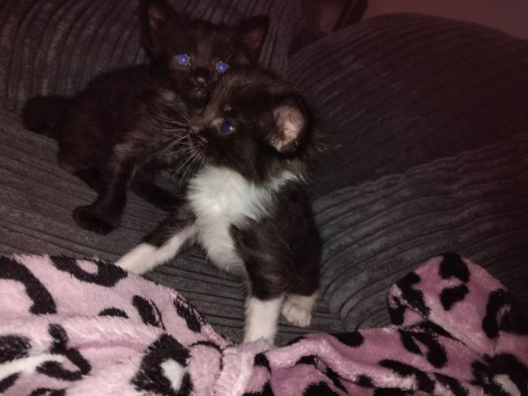 4 x Kittens 
