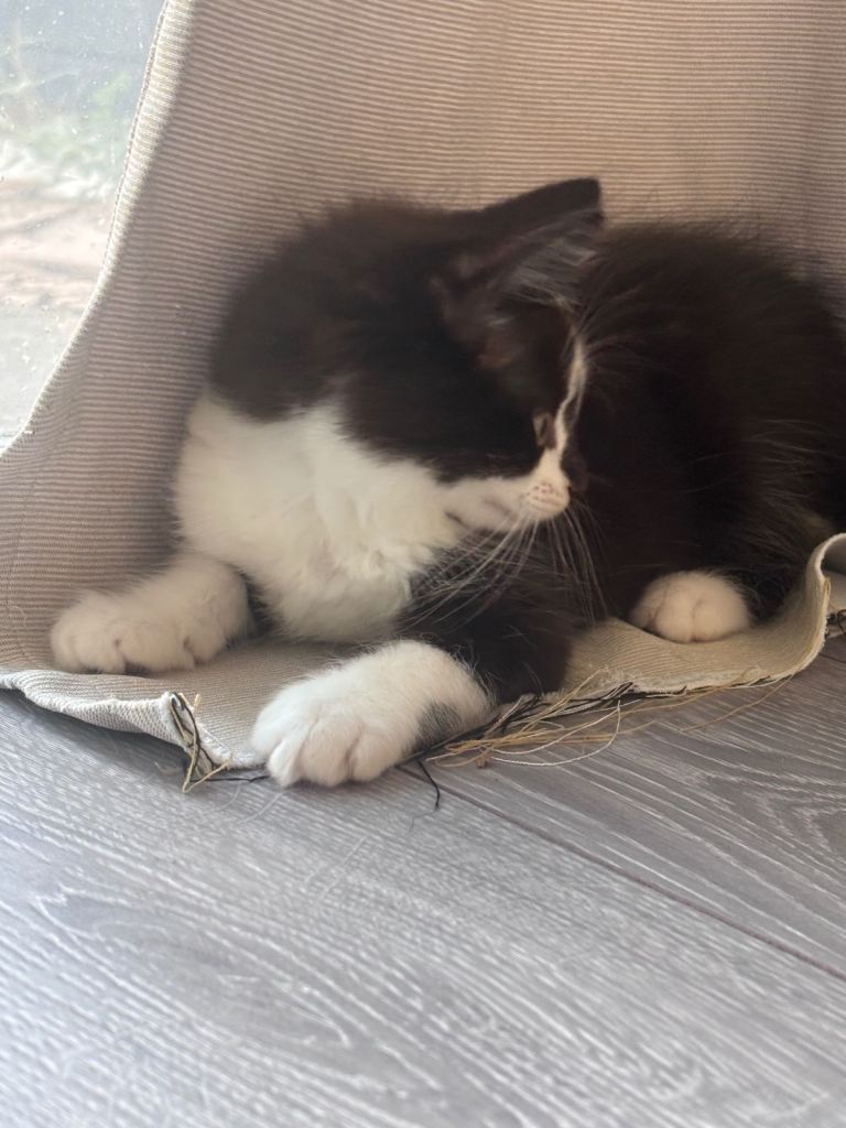Two kittens ready for there forever home 