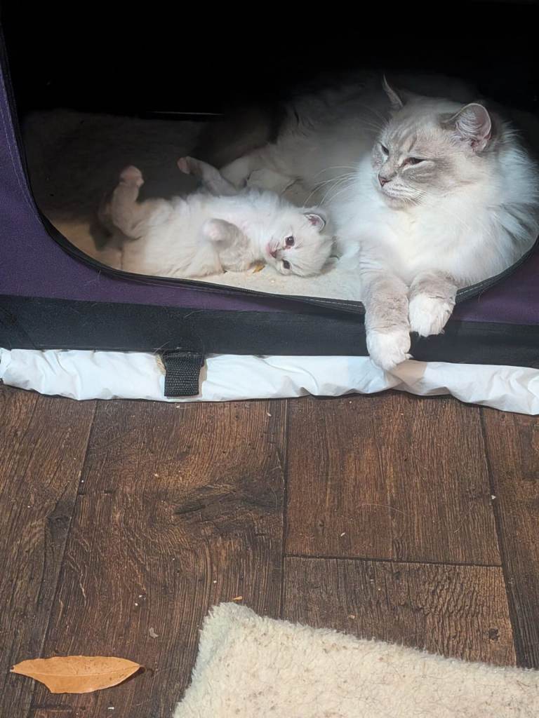 Ragdoll kitten blue colour lynx 