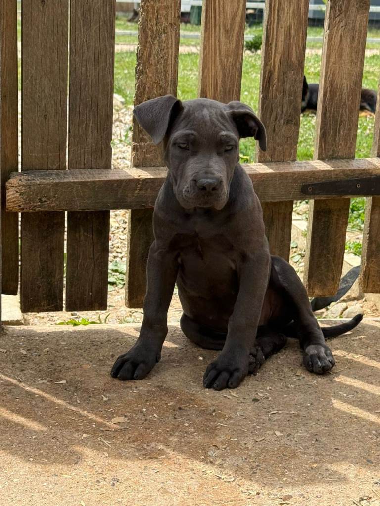 Cane corso pup female fully vaccinated 