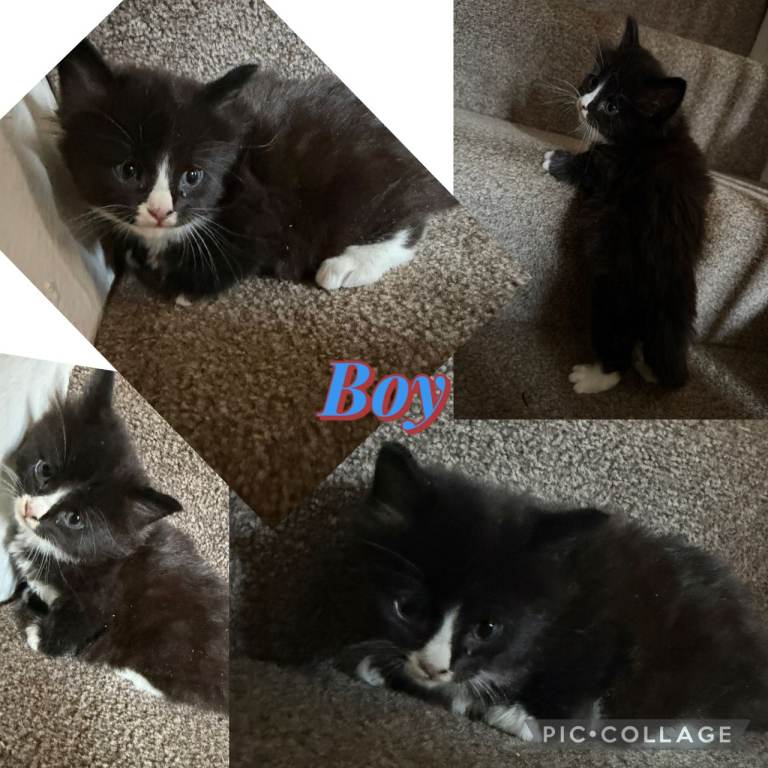 1 gorgeous kitten 