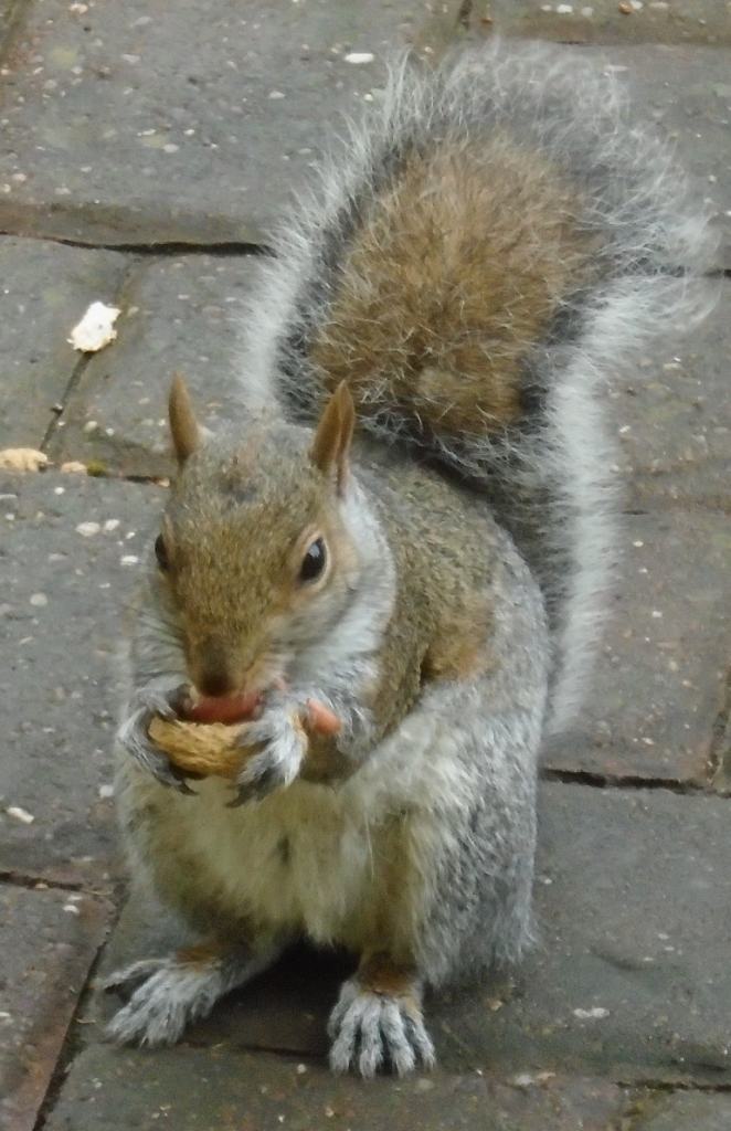 2015 Kia Picanto 1.0 SR7 Hatchback 5dr Petrol Manual Euro 5 (68 bhp) Petrol