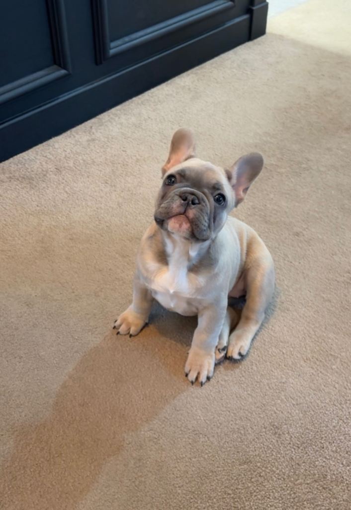 🐾 Beautiful Female French Bulldog Puppy  Available 🐾