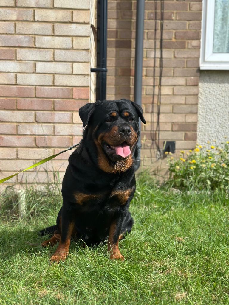 2 years old Female Rottweiler  