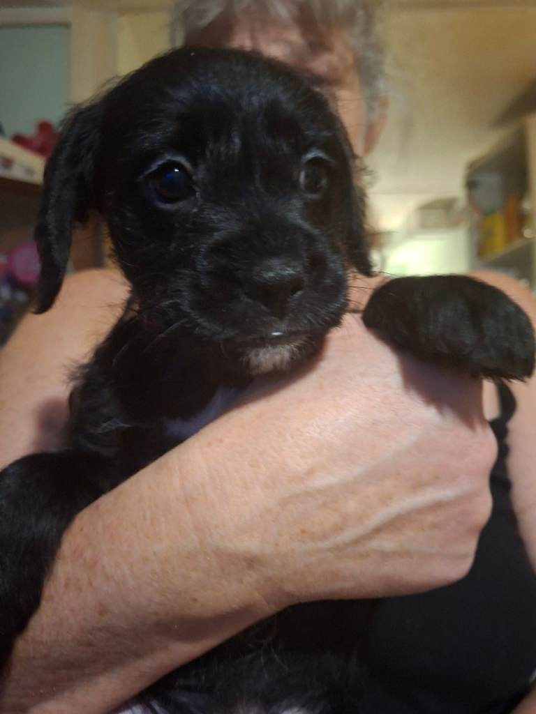 Miniature poodle cross frech bulldog puppies 