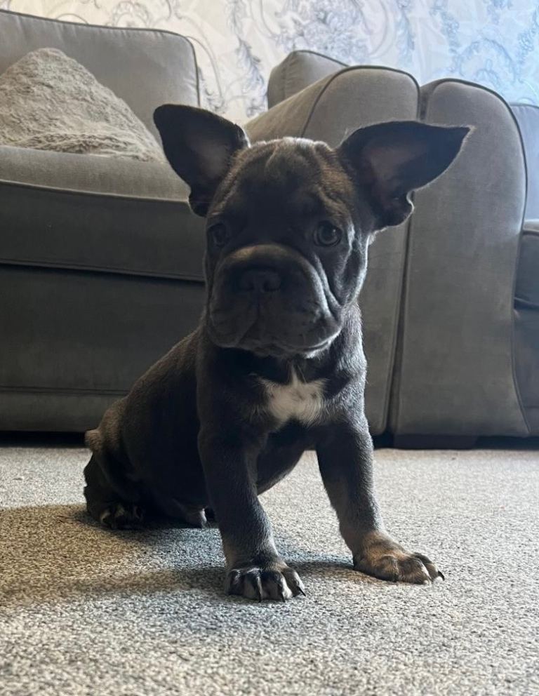 French Bulldog puppies for sale