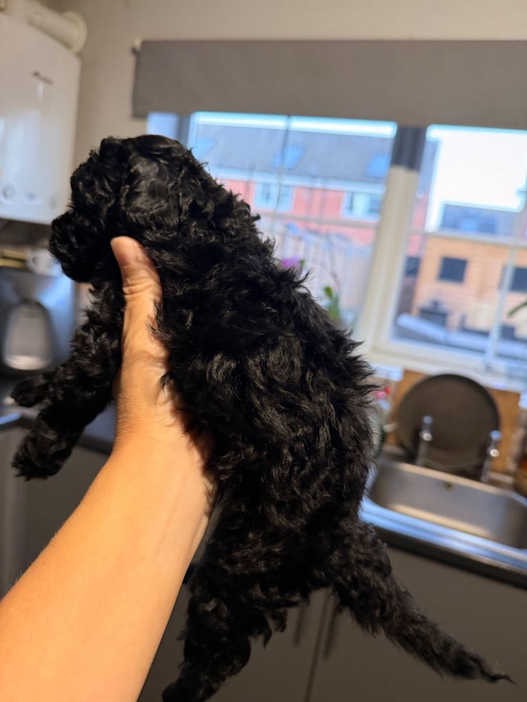 Poochon Toy poodle cross 