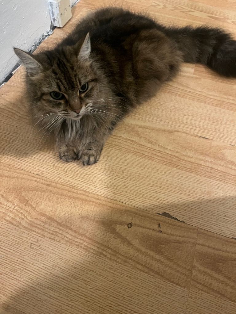 Beautiful cat for sale 