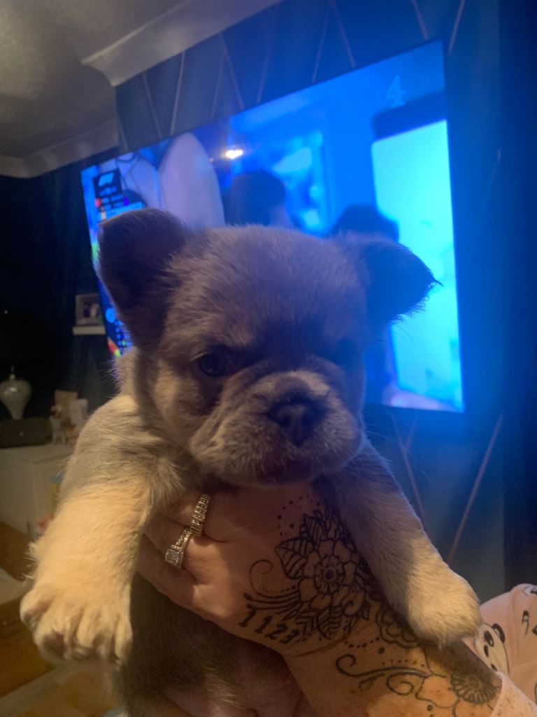 Quality fluffy French Bulldog pups 