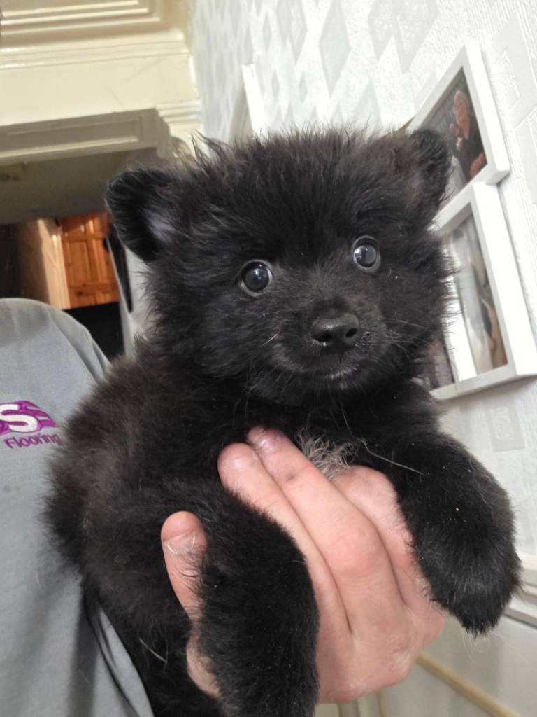 Pomeranian pup ready to go
