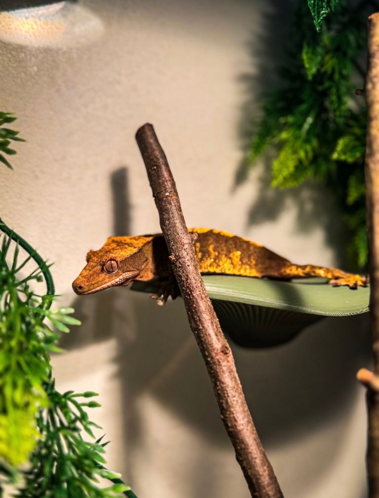Crested gecko + enclosure 