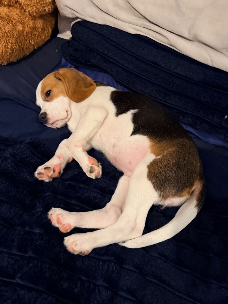 Beagle puppy for sale 4 months old 