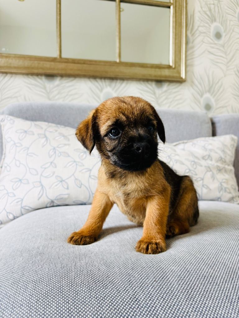 KC Registered Border Terrier Pups 7 wks