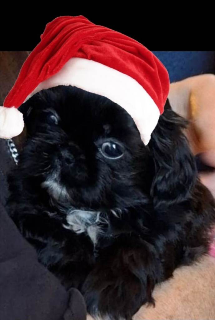 ❤️ Beautiful shih- tzu Puppy ❤️