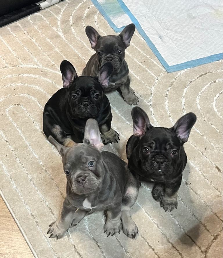 KC FRENCH BULLDOG puppies 